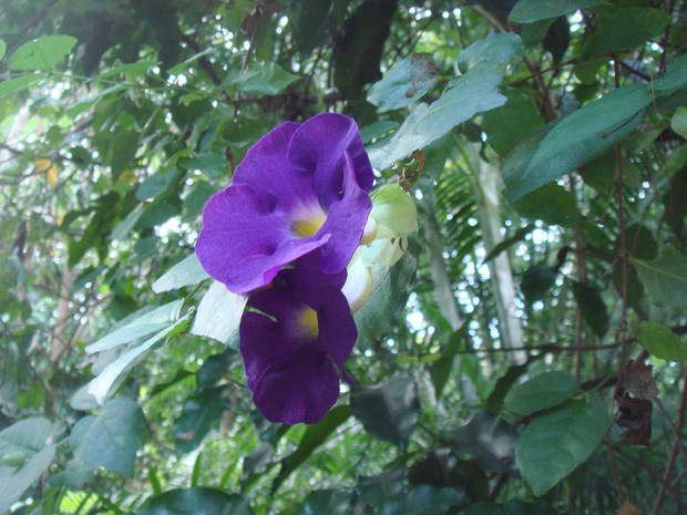 Тунбергия прямая - Thunbergia erecta