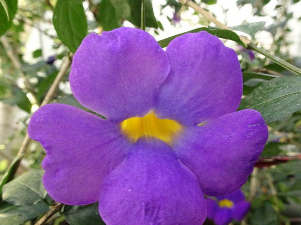 Тунбергия родственная - Thunbergia affinis