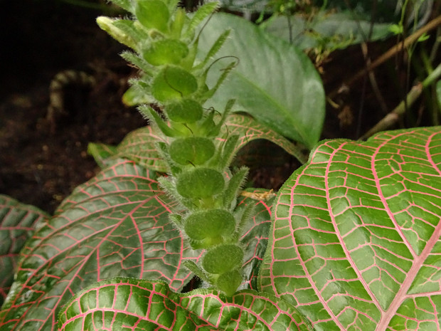 Фиттония гигантская - Fittonia gigantea