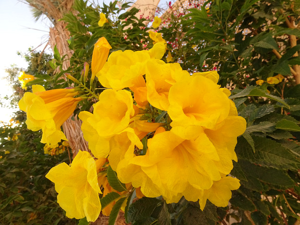 Кампсис укореняющийся - Campsis radicans