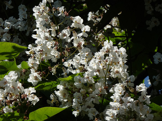 Катальпа бигнониевидная - Catalpa bignonioides