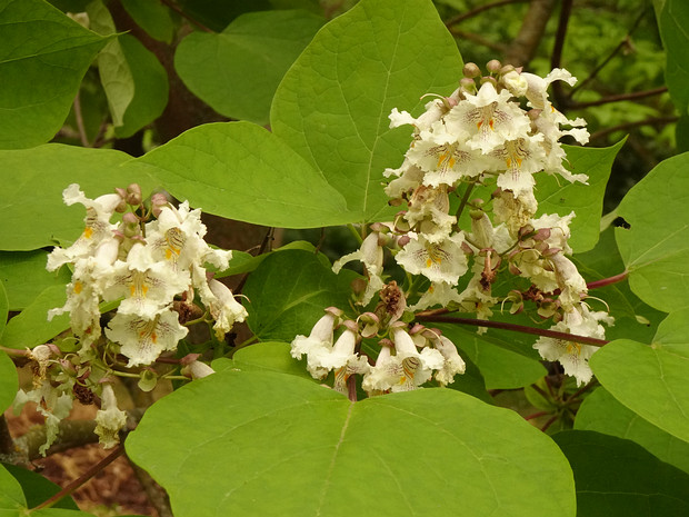 Катальпа x краснеющая - Catalpa x erubescens