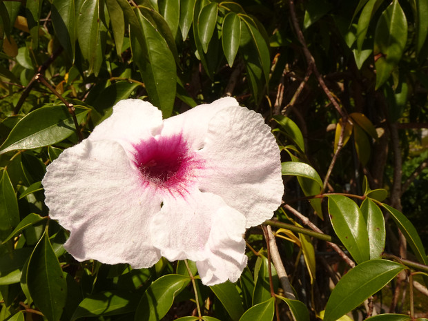 Пандорея жасминовидная - Pandorea jasminoides