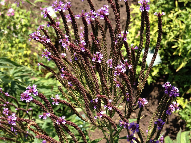 Вербена копьевидная - Verbena hastata