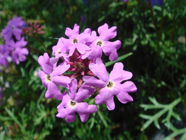 Вербена x садовая - Verbena x hybrida