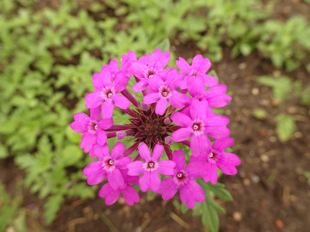 Гландулярия канадская - Glandularia canadensis