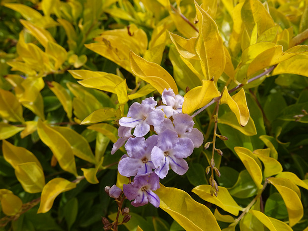 Дуранта прямостоячая - Duranta erecta