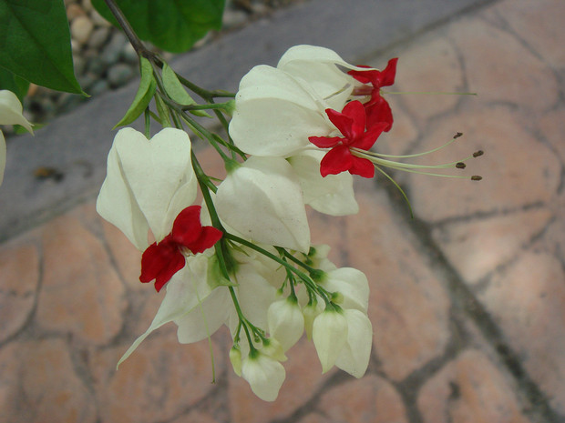 Клеродендрум Томсона - Clerodendrum thomsoniae