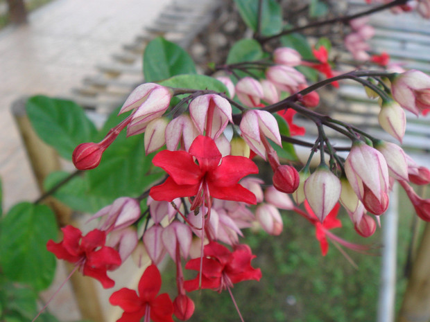 Клеродендрум x прекрасный - Clerodendrum x speciosum