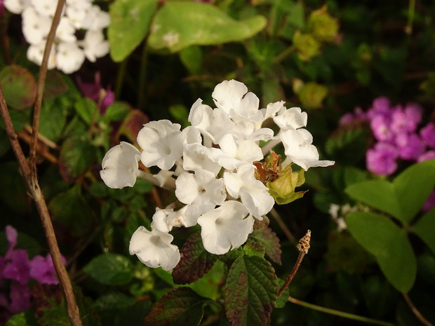 Лантана монтевидейская белая форма - Lantana montevidensis f. alba