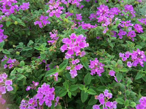 Лантана монтевидейская - Lantana montevidensis