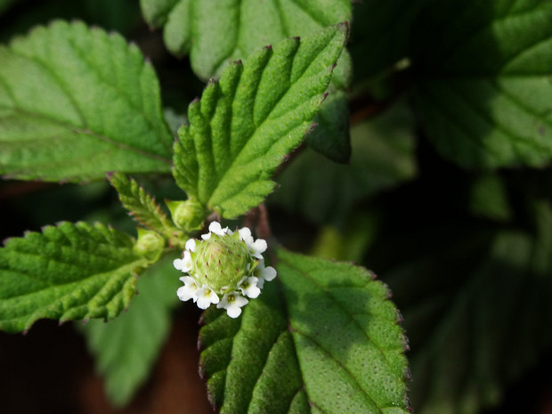 Липпия яванская - Lippia javanica