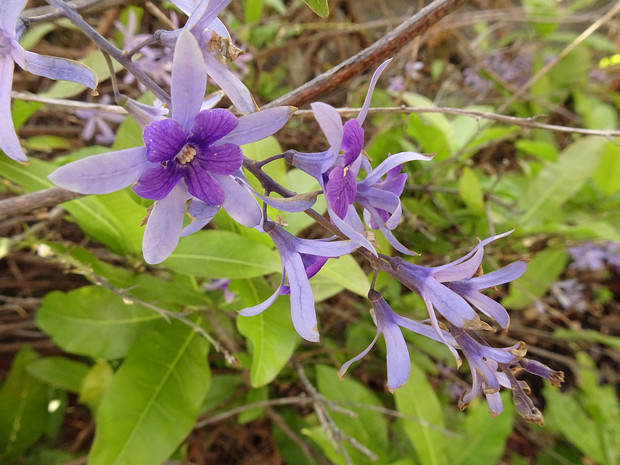 Петрея вьющаяся - Petrea volubilis