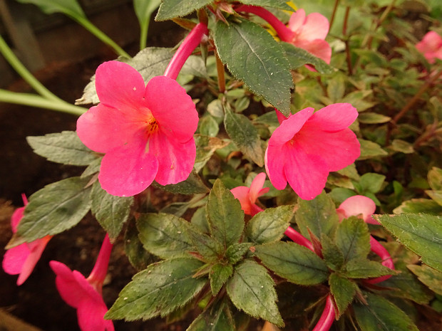 Ахименес х гибридный 'Маленькая Красотка' - Achimenes x hybrida 'Little Beauty'