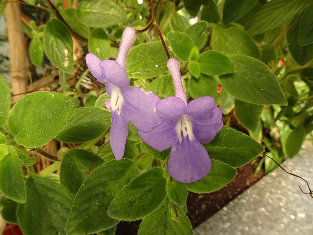 Стрептокарпус скальный - Streptocarpus saxorum