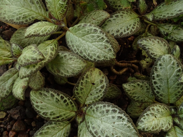 Эписция медно-красная - Episcia cupreata