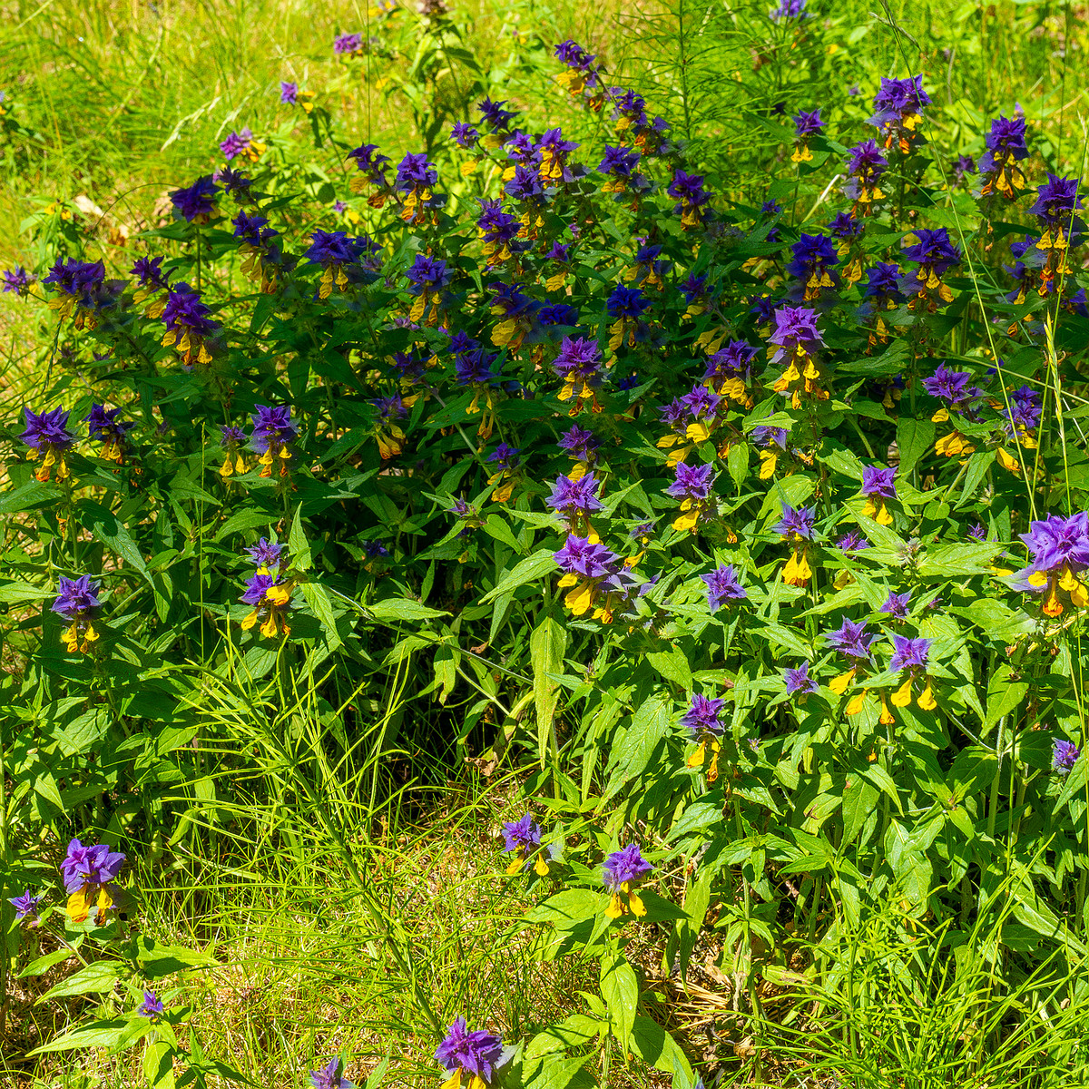 botanical_garden_entrance_mound-10