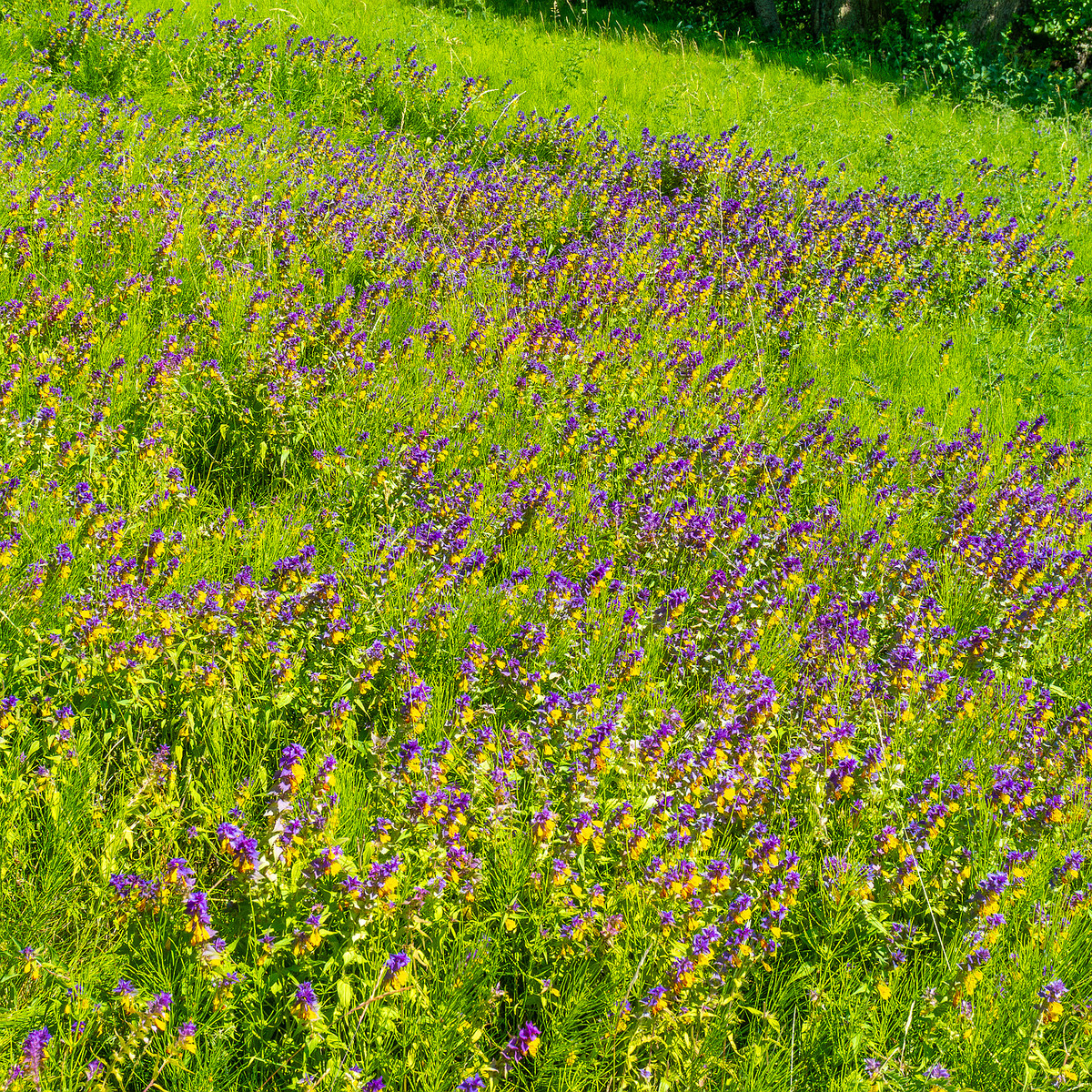 botanical_garden_entrance_mound-11