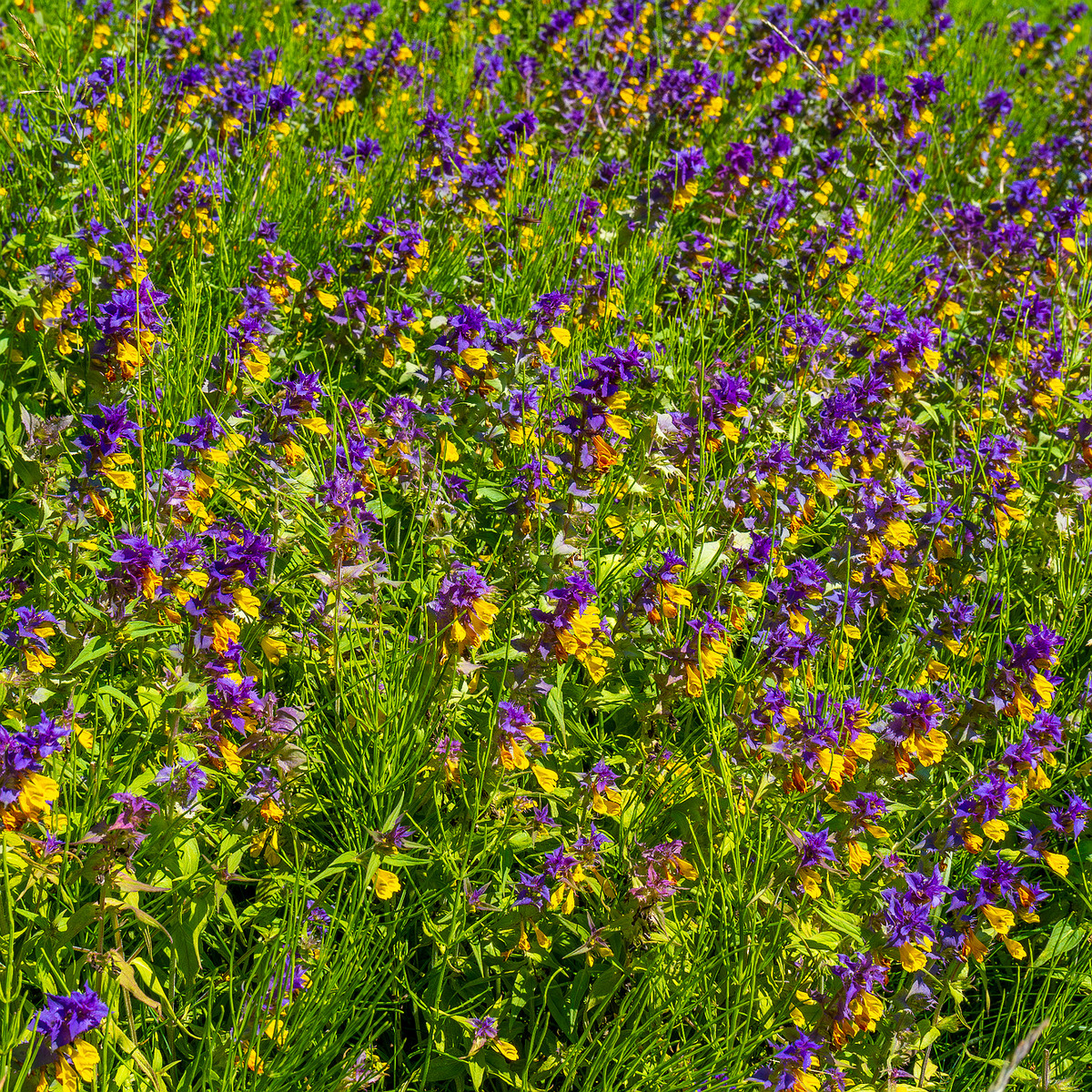 botanical_garden_entrance_mound-12