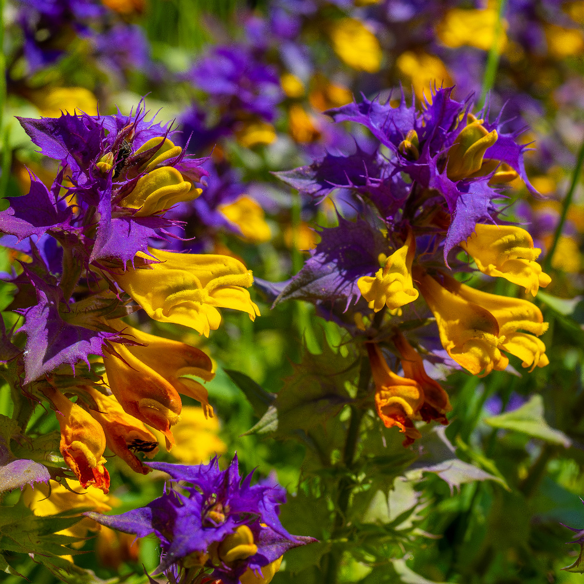 botanical_garden_entrance_mound-14