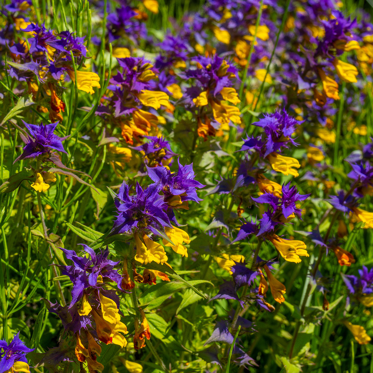 botanical_garden_entrance_mound-15