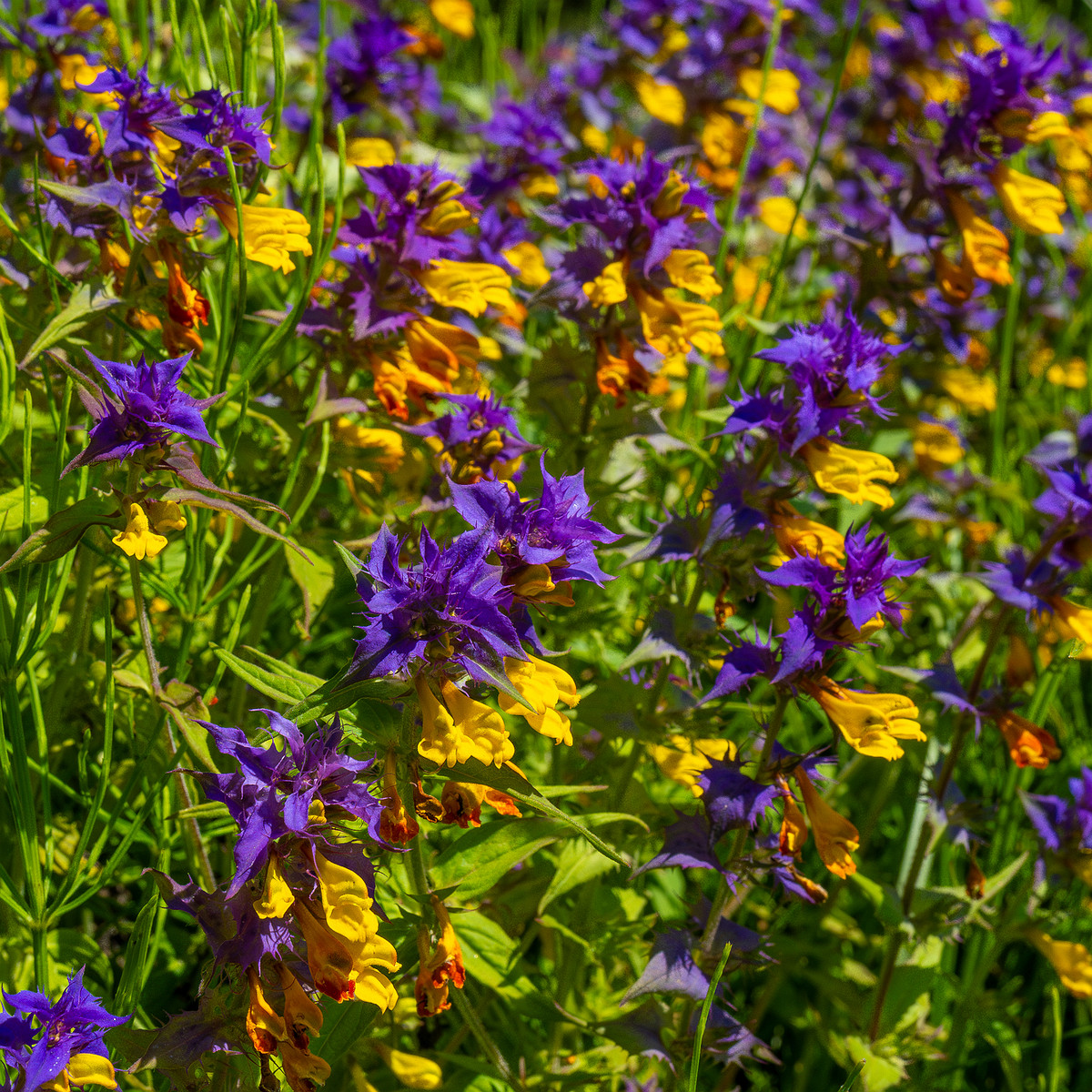 botanical_garden_entrance_mound-16