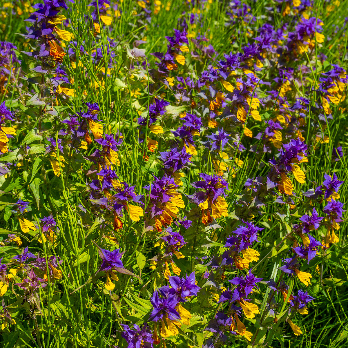 botanical_garden_entrance_mound-17