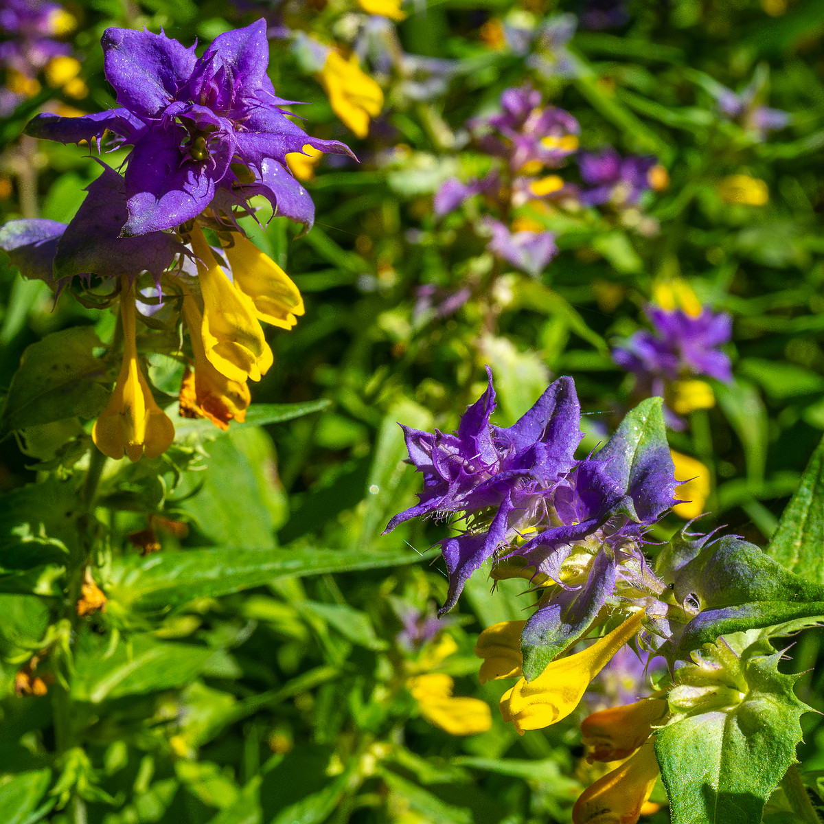 botanical_garden_entrance_mound-2