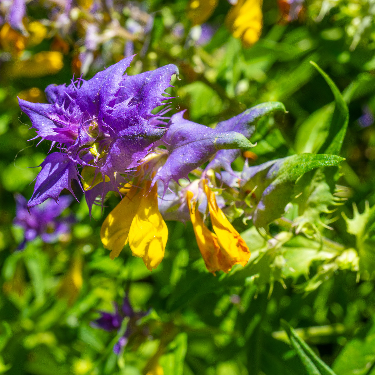 botanical_garden_entrance_mound-3