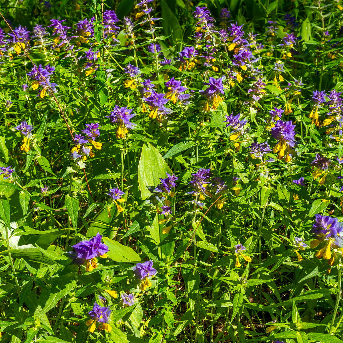 botanical_garden_entrance_mound-5