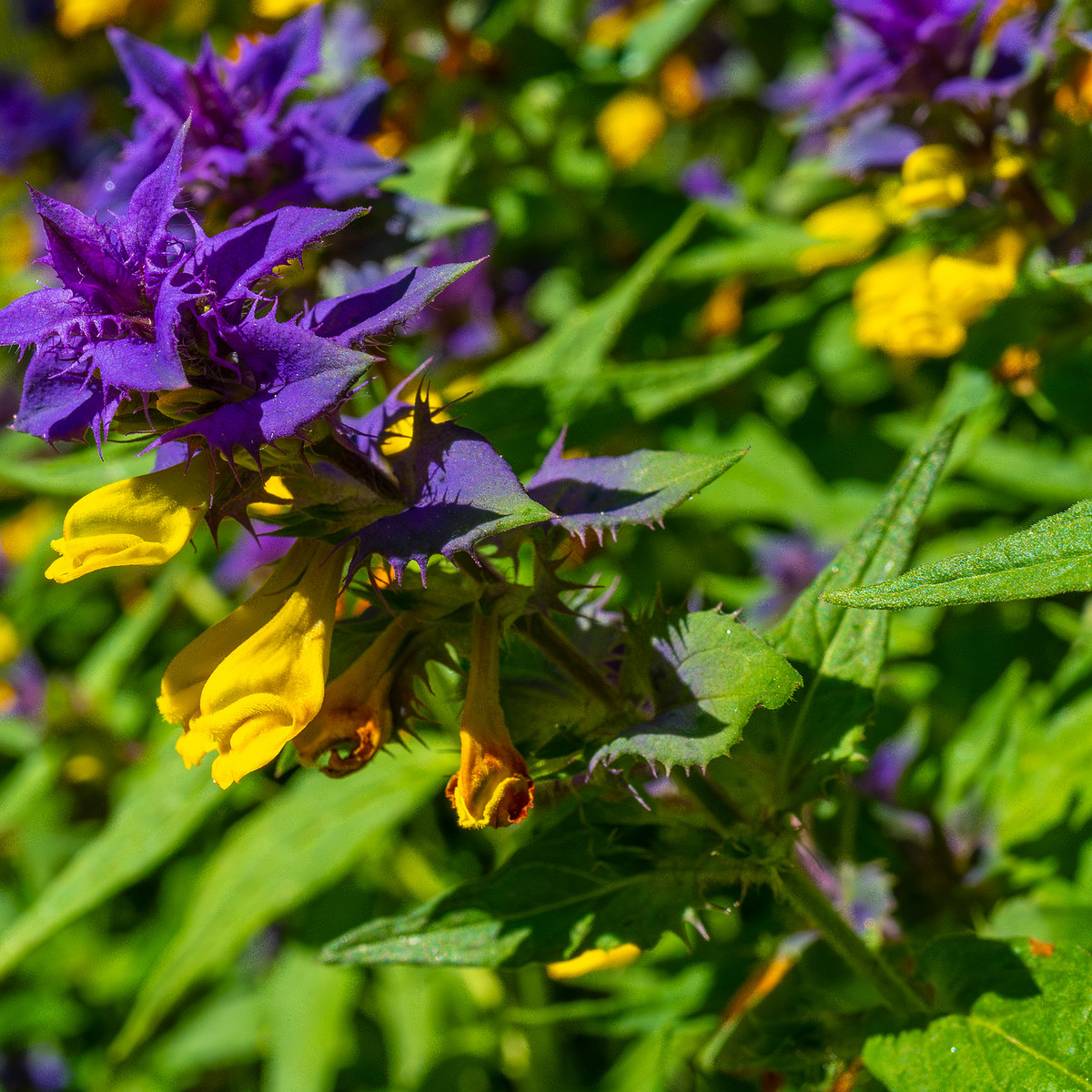 botanical_garden_entrance_mound-8