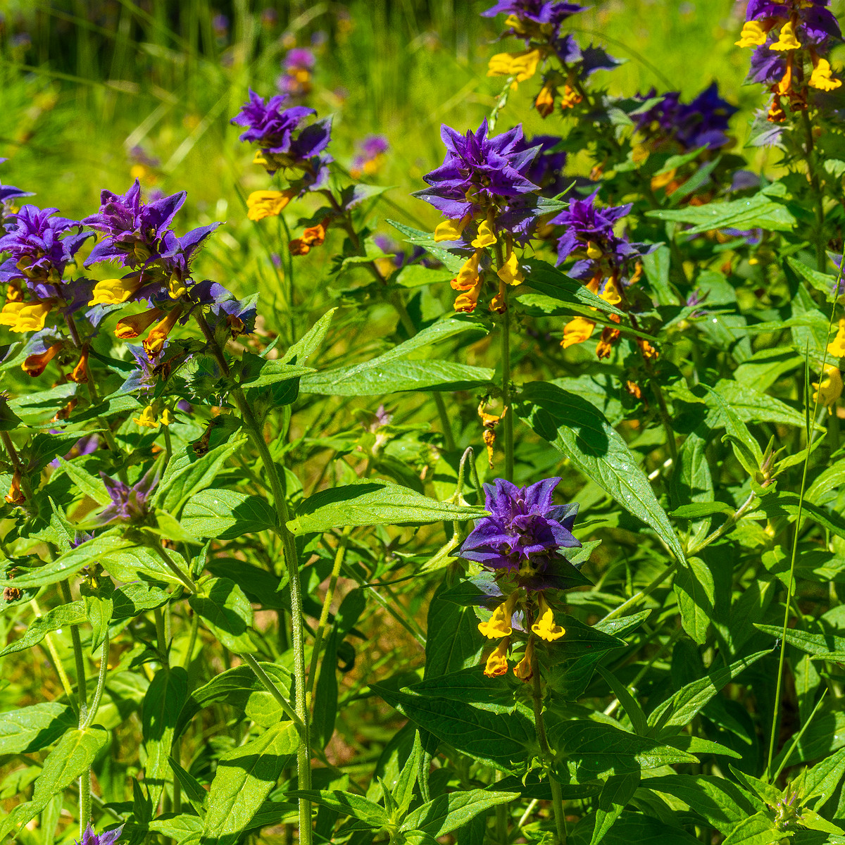 botanical_garden_entrance_mound-9