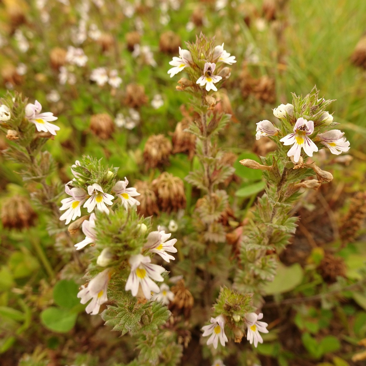 Euphrasia stricta 23-Jul-19 _ 13_47_08