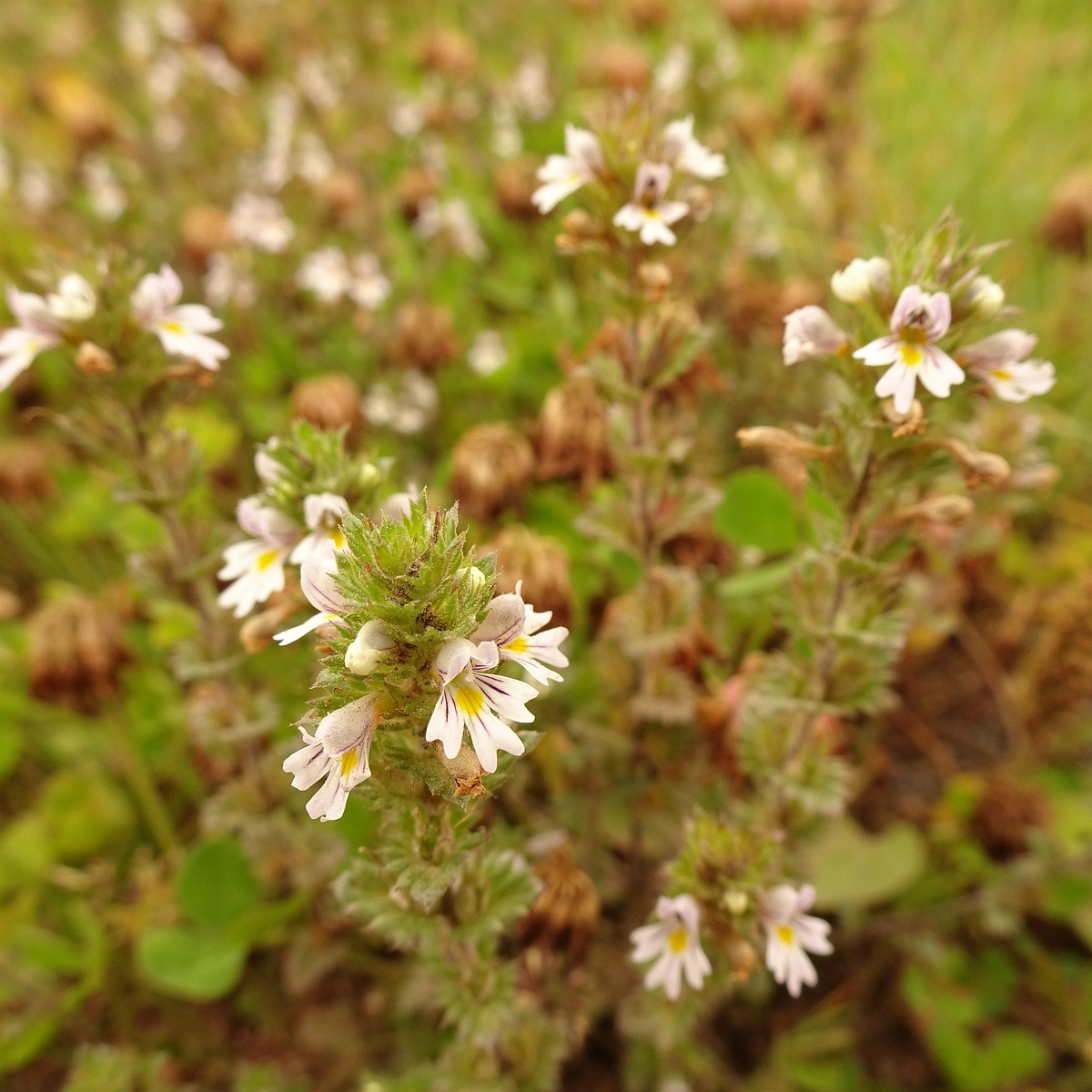 Euphrasia stricta 23-Jul-19 _ 13_47_14