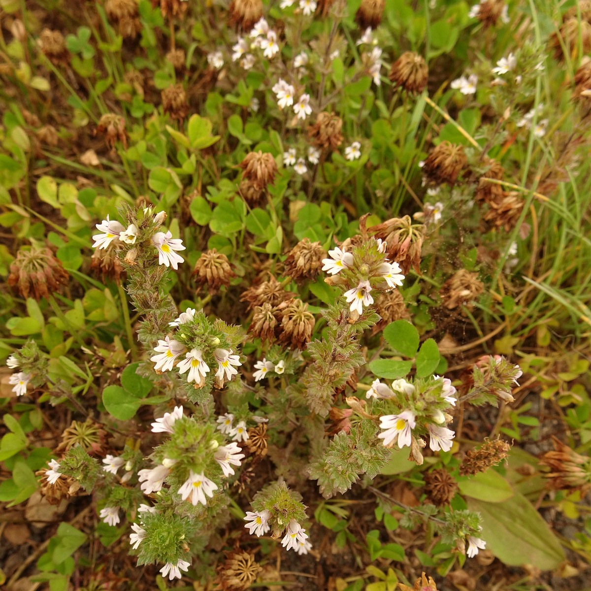 Euphrasia stricta 23-Jul-19 _ 13_47_18