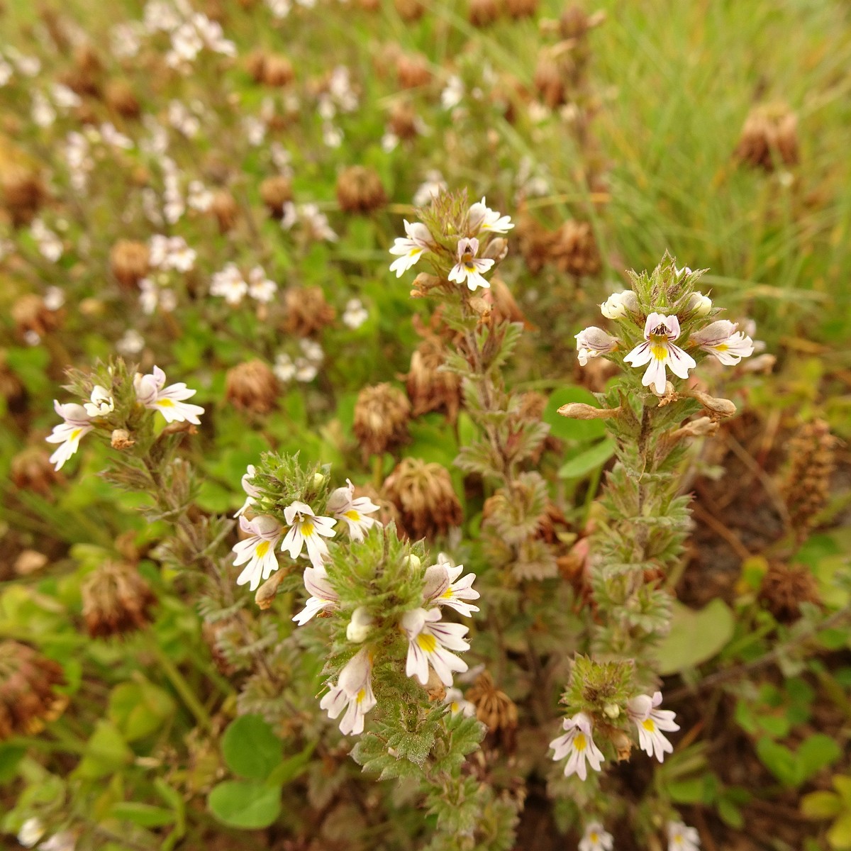 Euphrasia stricta 23-Jul-19 _ 13_47_22