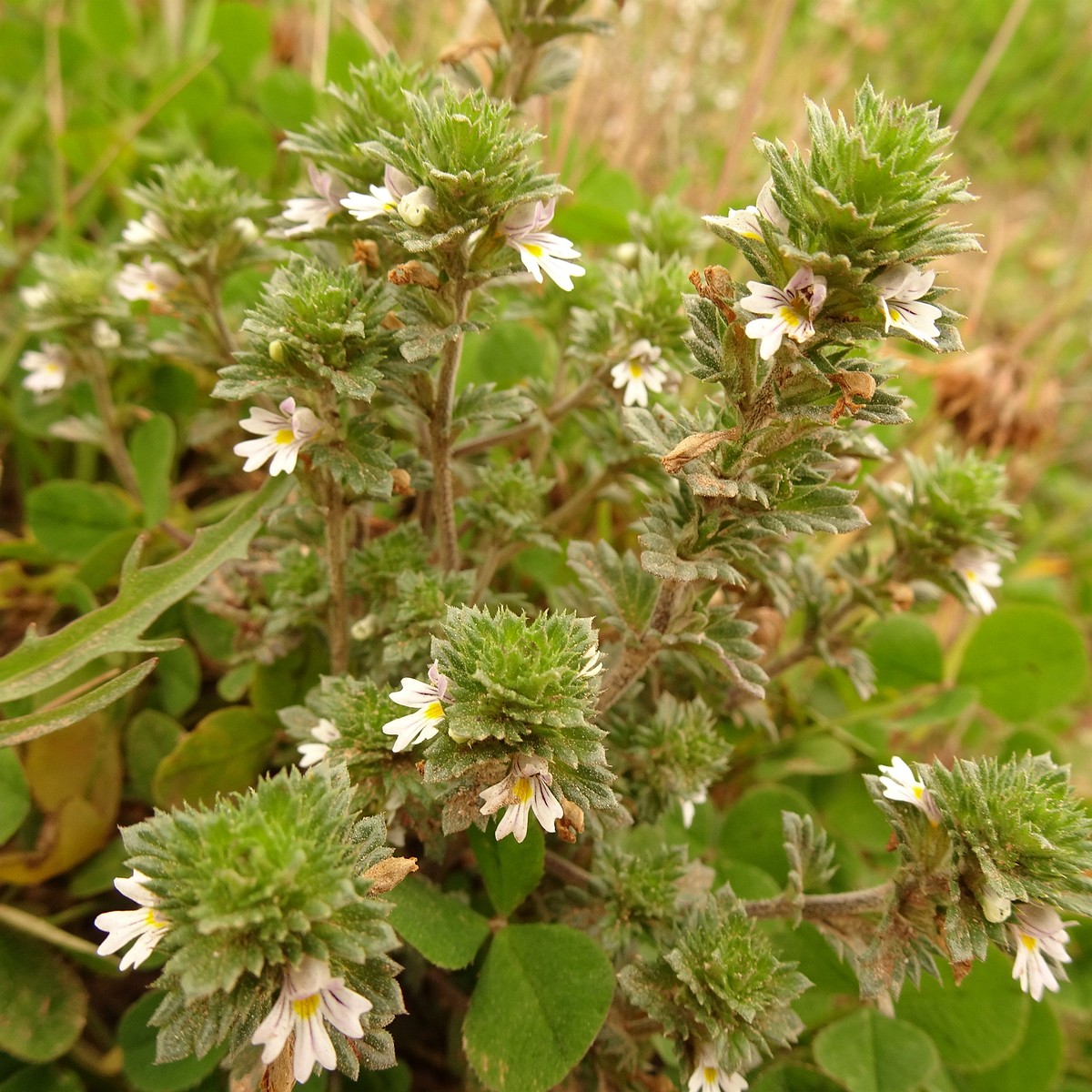 Euphrasia stricta 23-Jul-19 _ 13_49_28