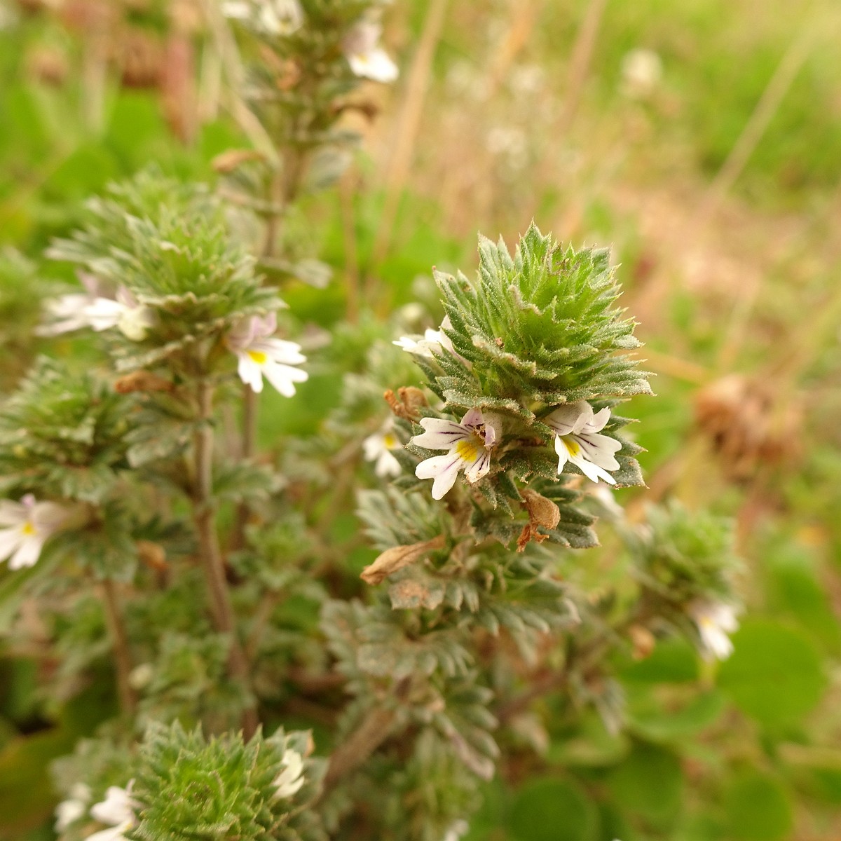 Euphrasia stricta 23-Jul-19 _ 13_49_38