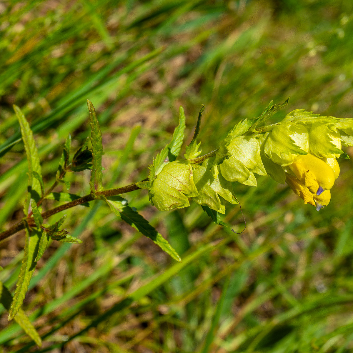 !botanical_garden_entrance_mound-18