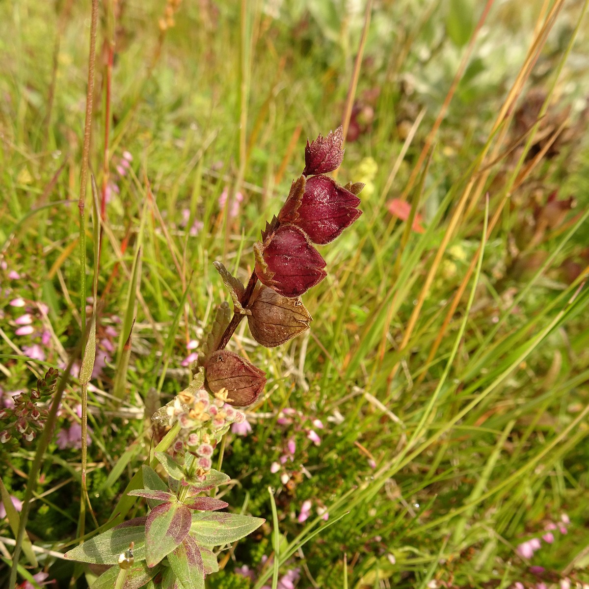 Rhinanthus minor 23-Jul-19 _ 12_19_54