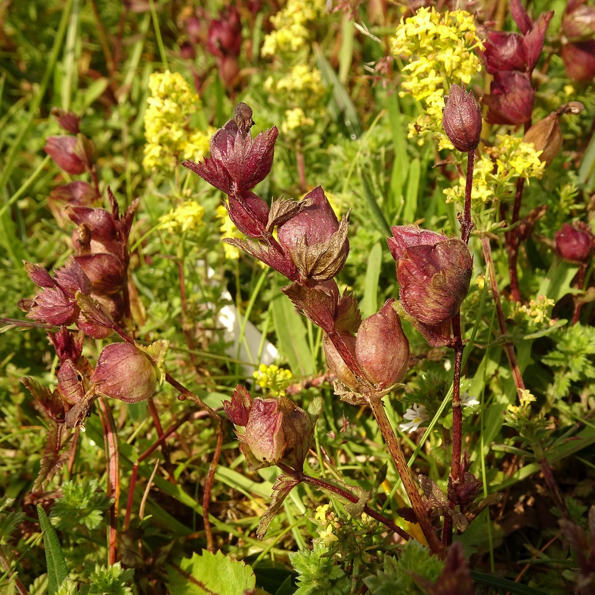 Rhinanthus minor 23-Jul-19 _ 12_24_56