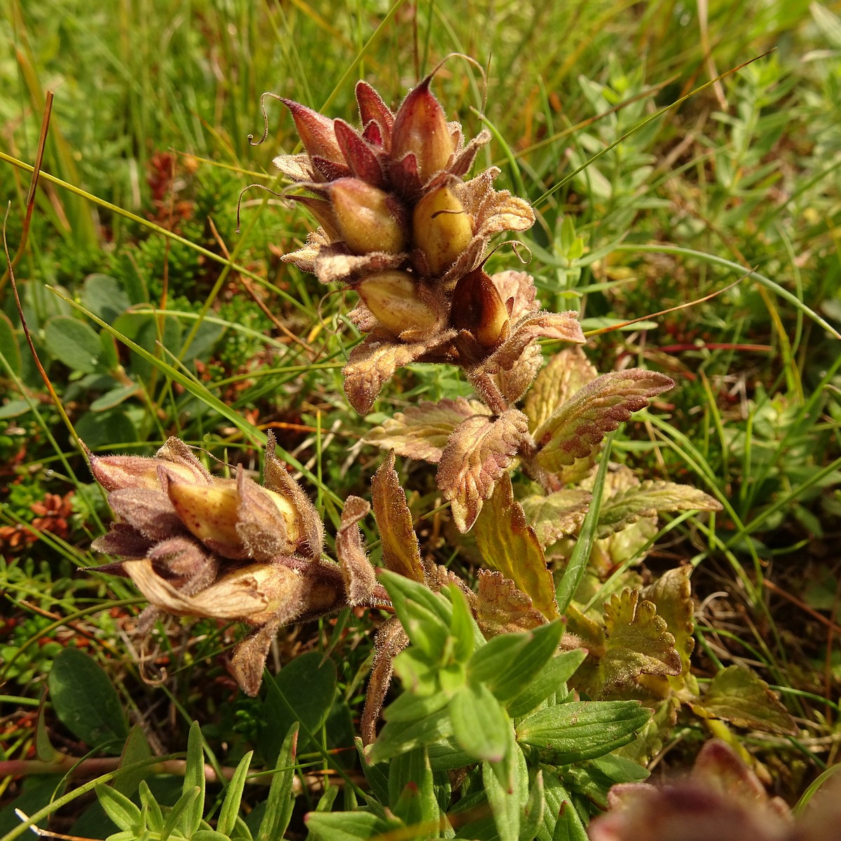 Rhinanthus minor 23-Jul-19 _ 12_29_08