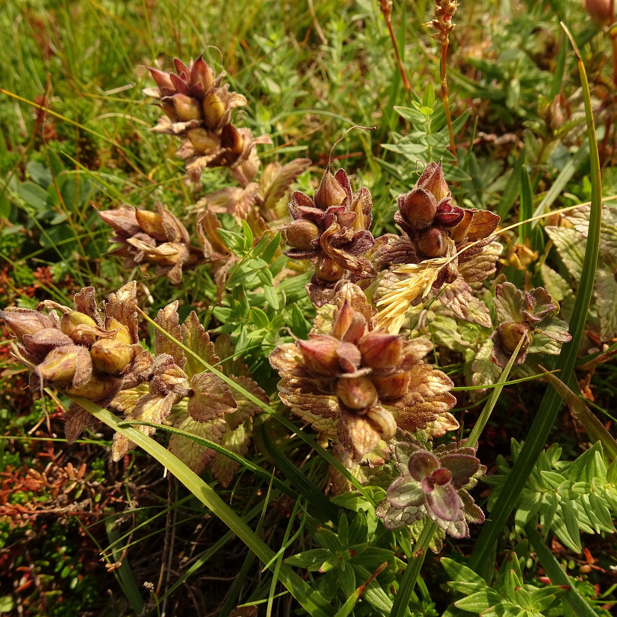 Rhinanthus minor 23-Jul-19 _ 12_29_14