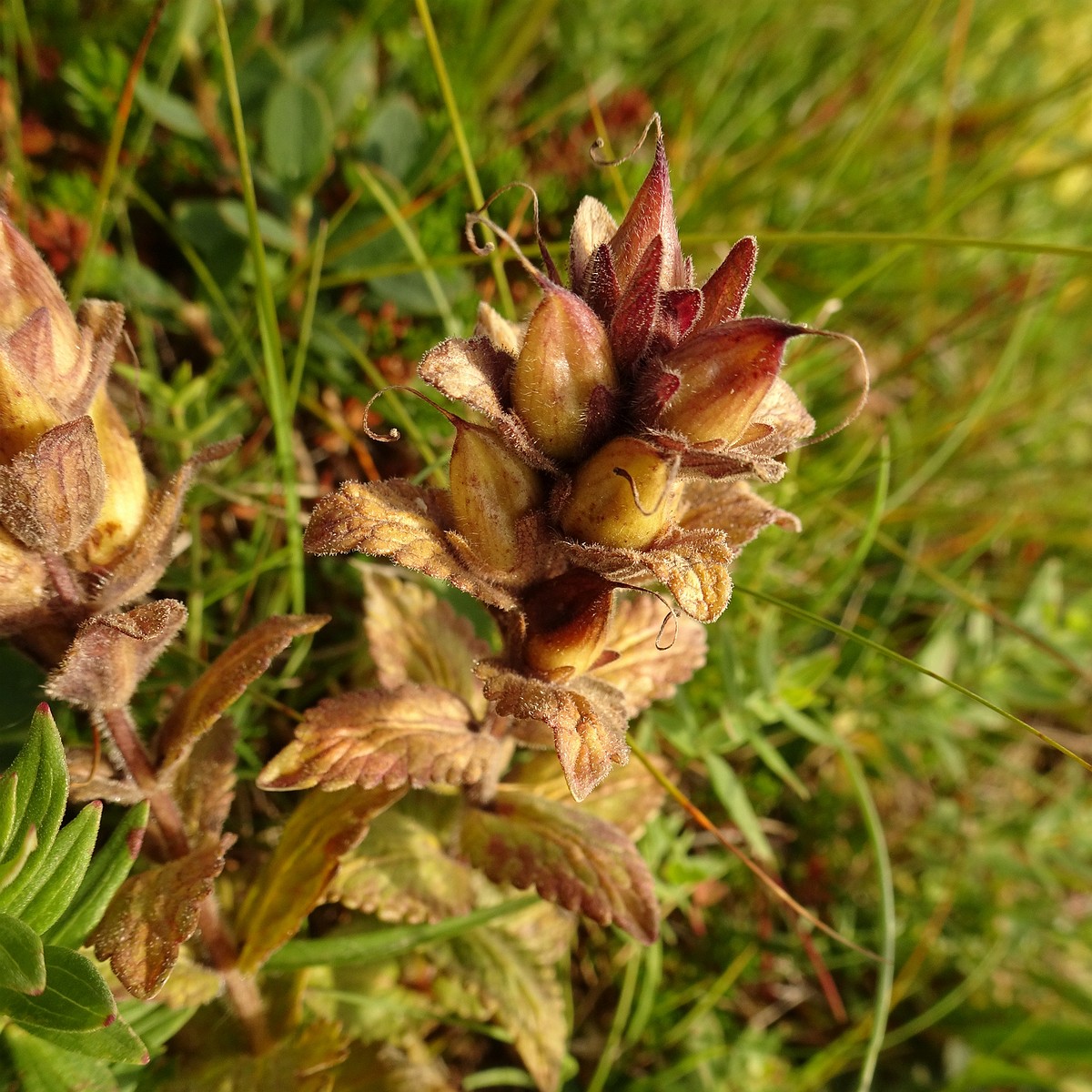 Rhinanthus minor 23-Jul-19 _ 12_29_16