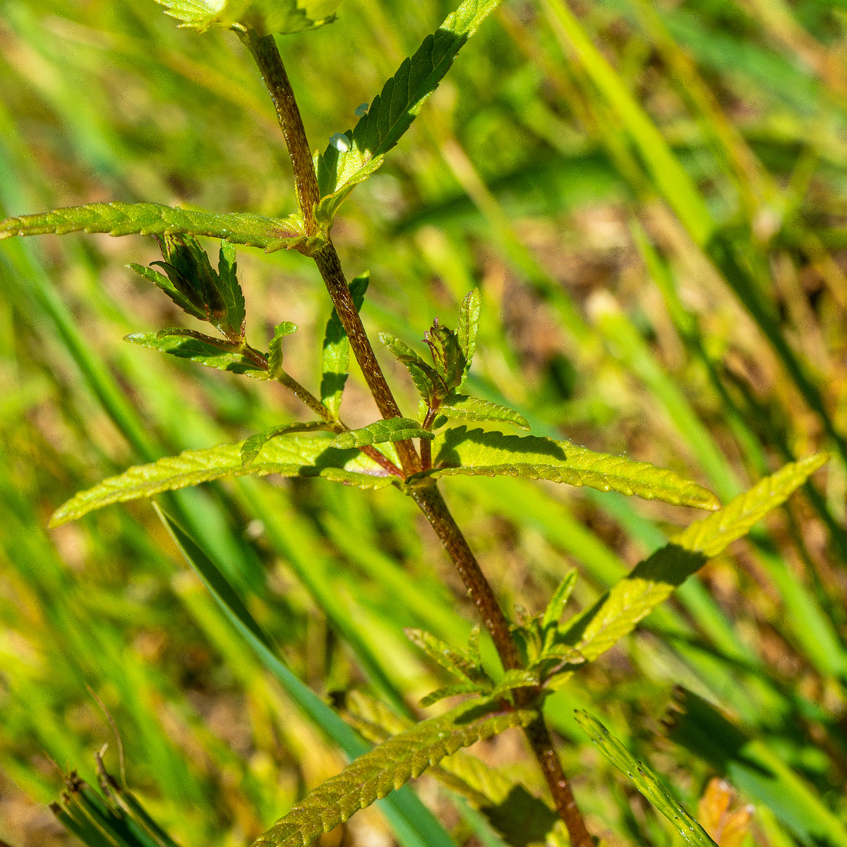 botanical_garden_entrance_mound-19