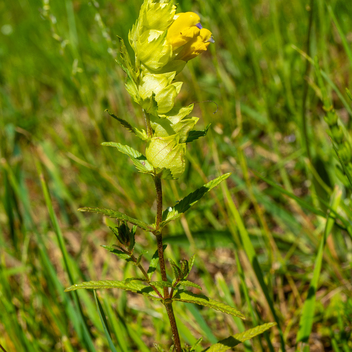 botanical_garden_entrance_mound-20