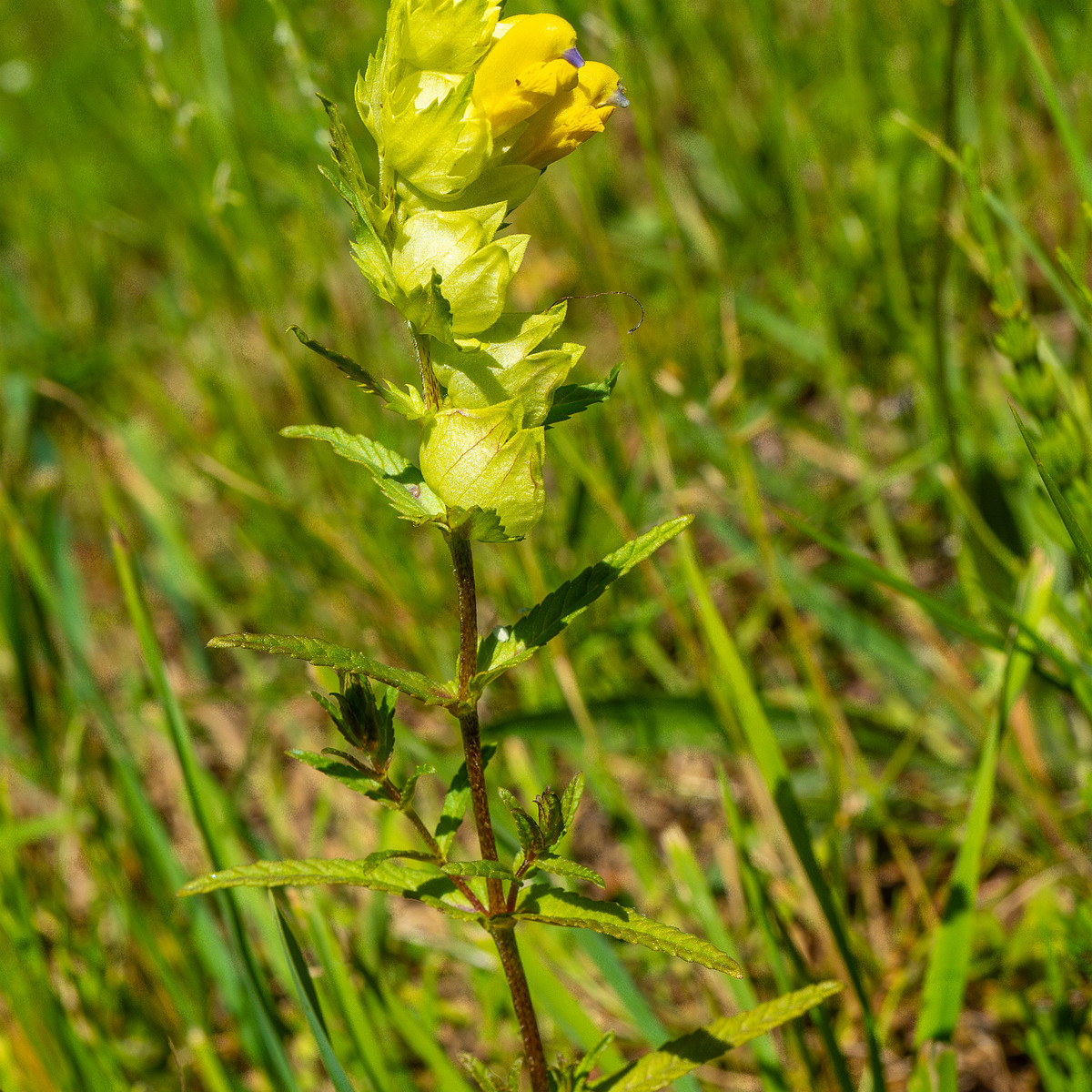 botanical_garden_entrance_mound-21