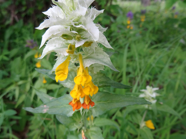 Марьянник дубравный белая форма - Melampyrum nemorosum f. alba