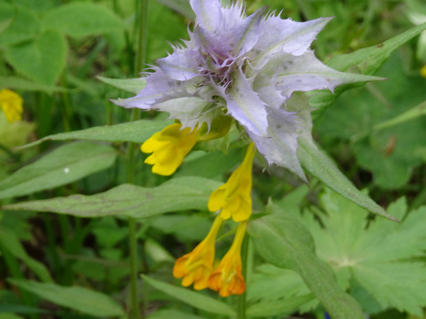 Марьянник дубравный голубая форма - Melampyrum nemorosum f. caerulea