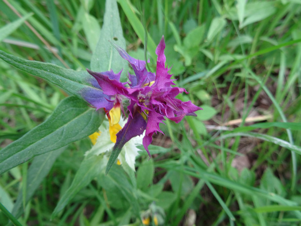 Марьянник дубравный пурпурная форма - Melampyrum nemorosum f. purpurea